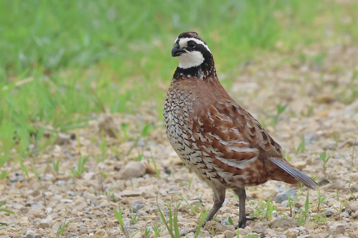 Northern Bobwhite - ML620451788