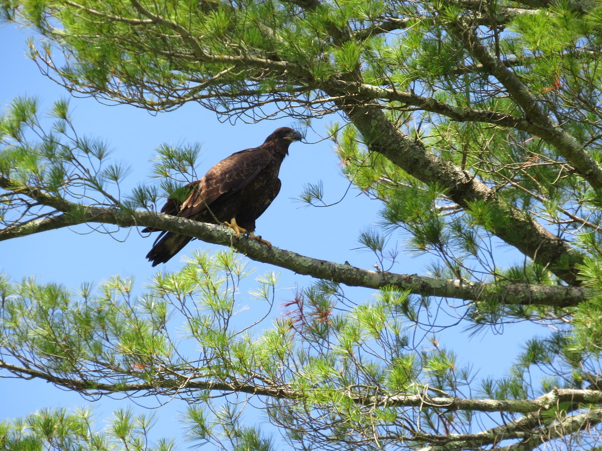 Bald Eagle - ML620451793