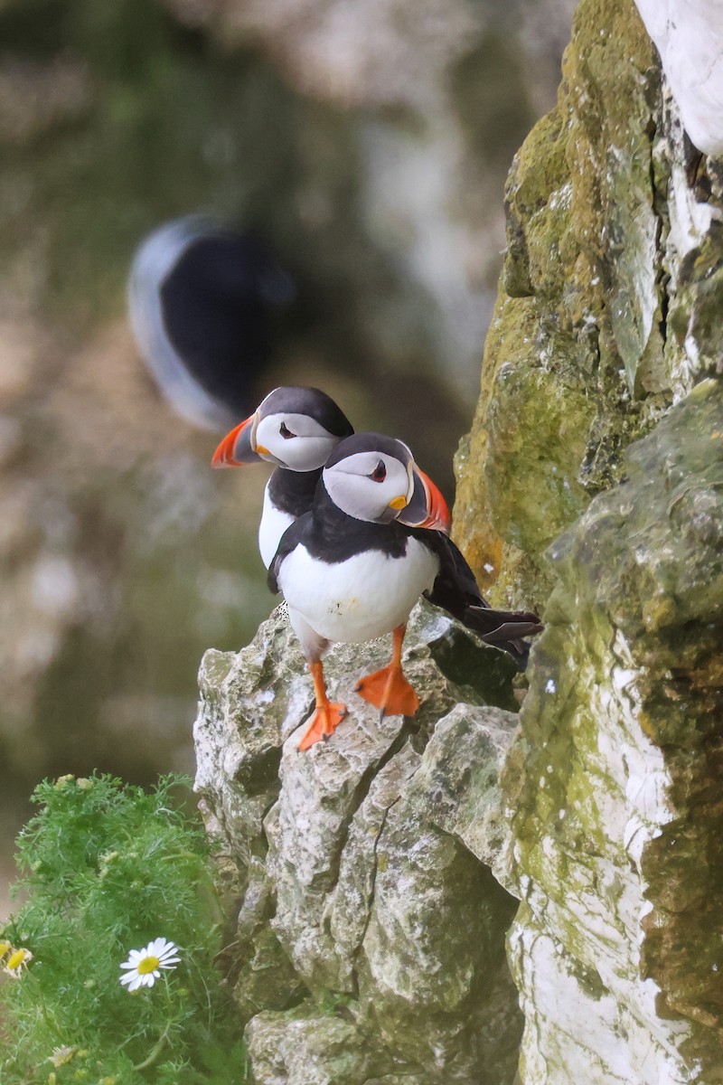 Atlantic Puffin - ML620451799