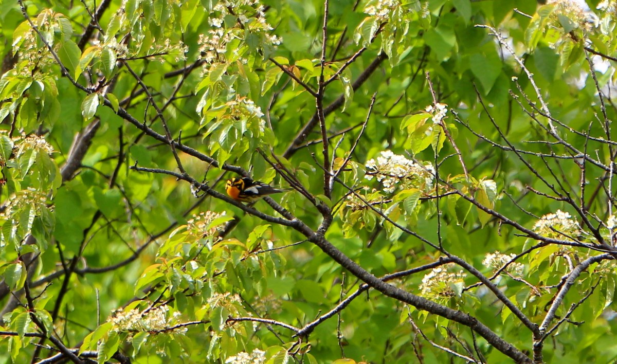 Blackburnian Warbler - ML620451804