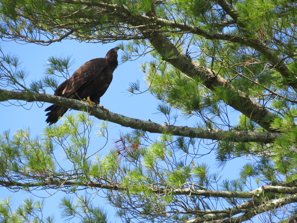 Bald Eagle - ML620451809