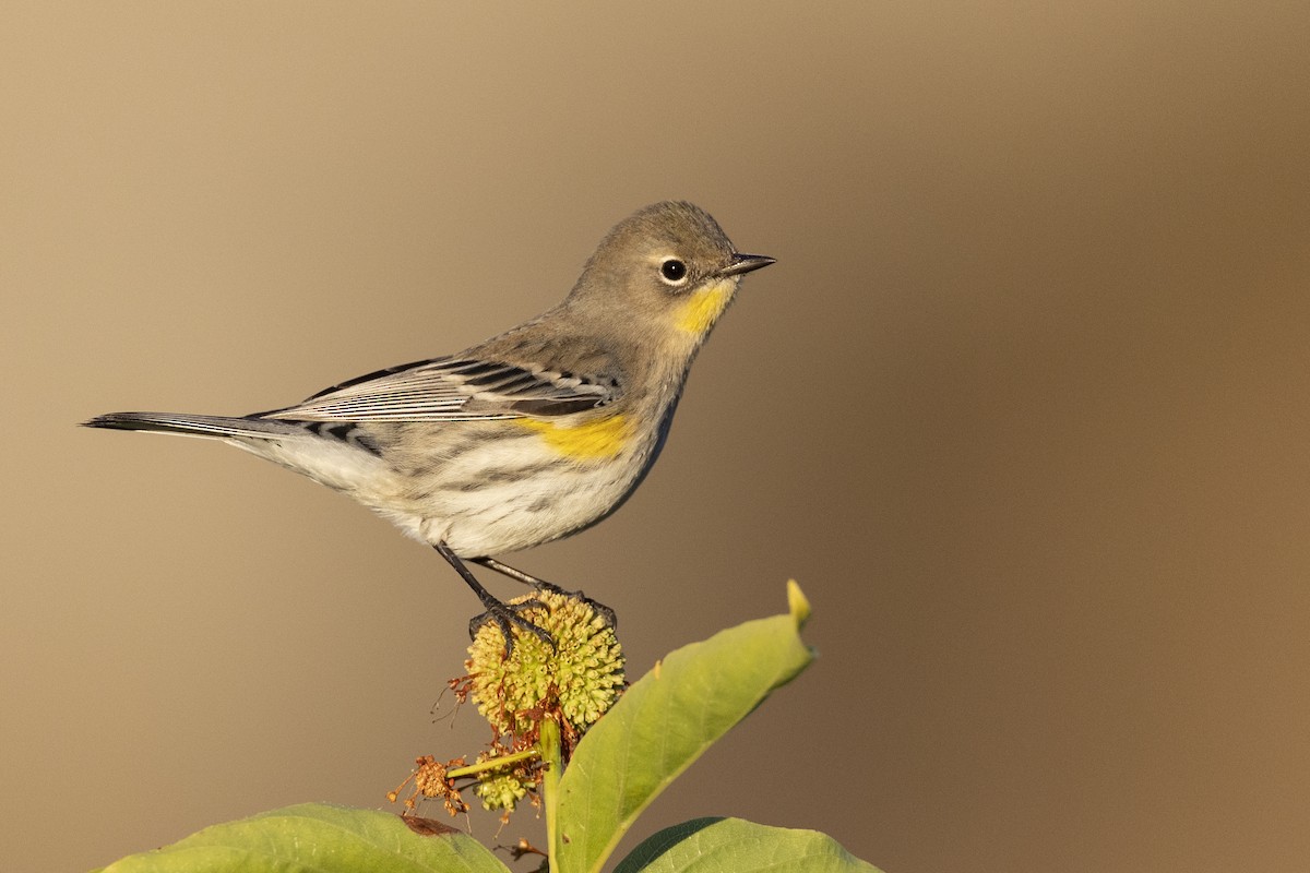 Yellow-rumped Warbler (Audubon's) - ML620451814