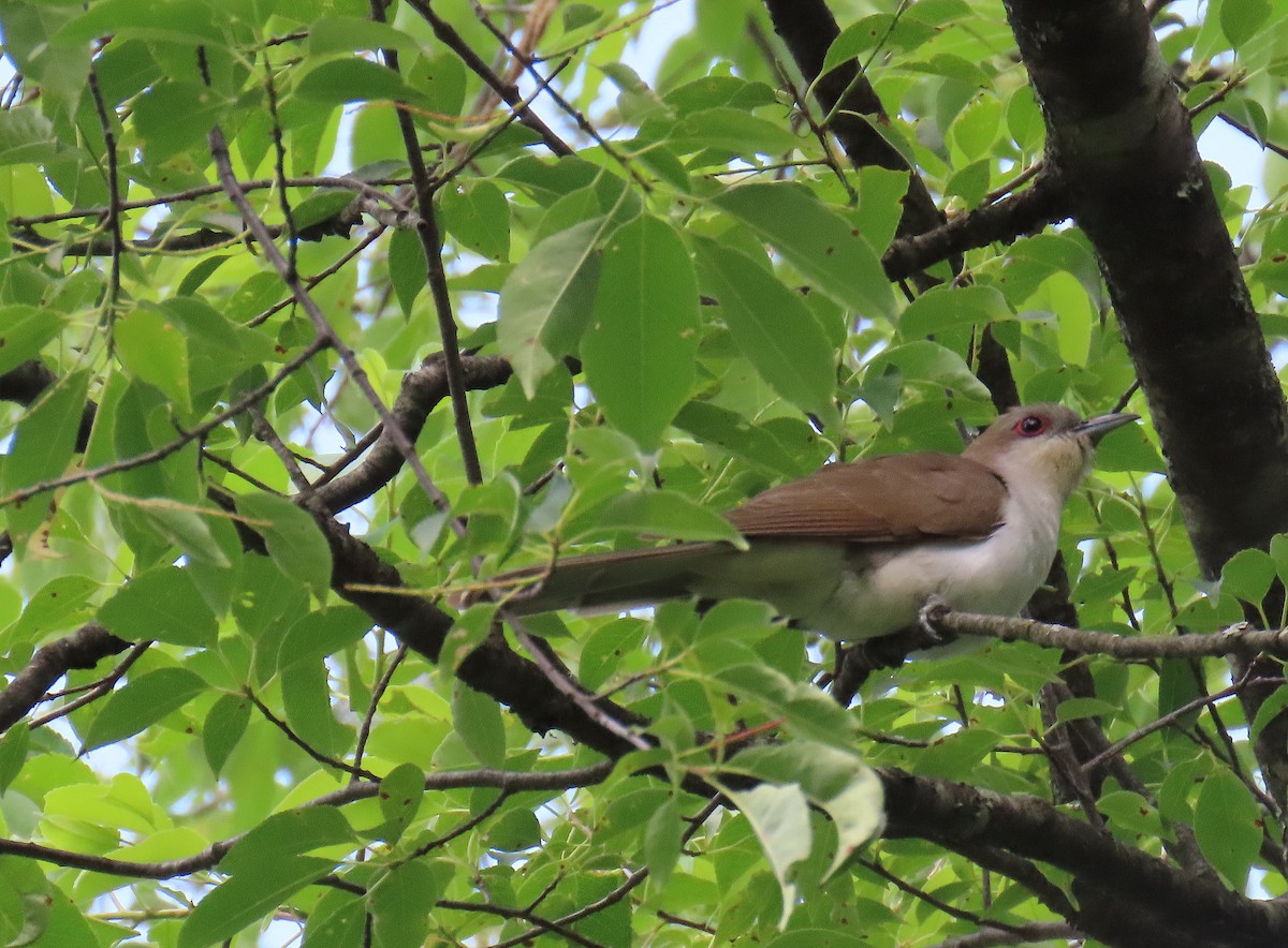 Black-billed Cuckoo - ML620451818