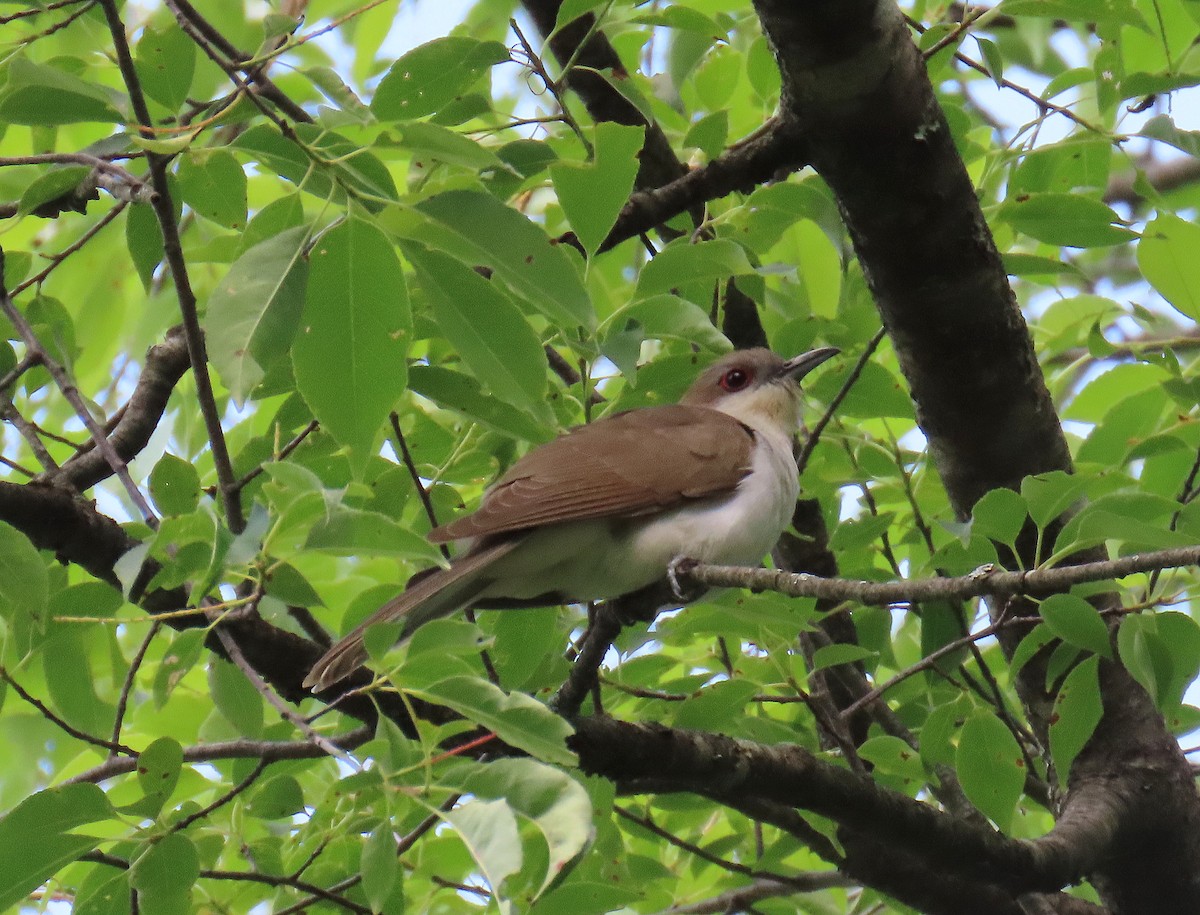 Black-billed Cuckoo - ML620451826