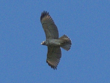 Red-shouldered Hawk - ML620451828