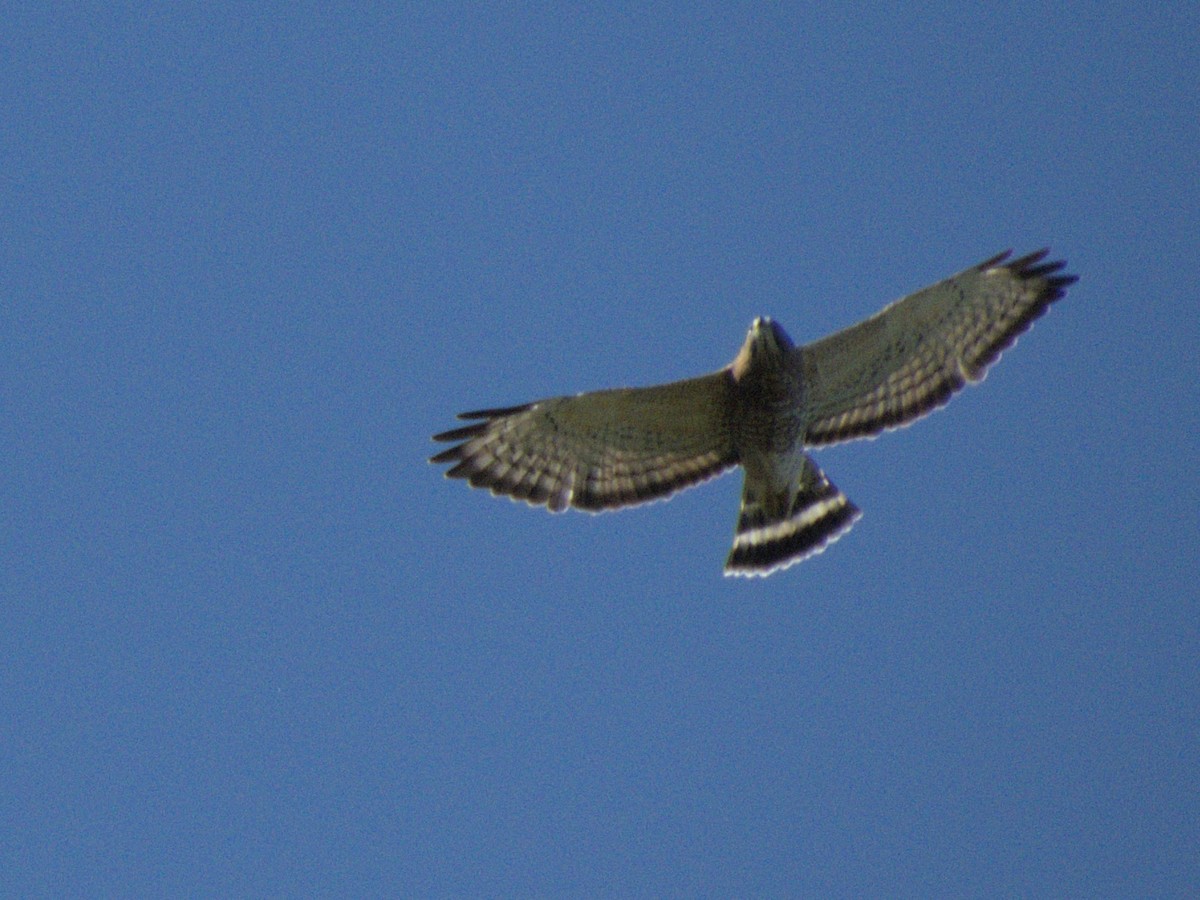 Broad-winged Hawk - ML620451829