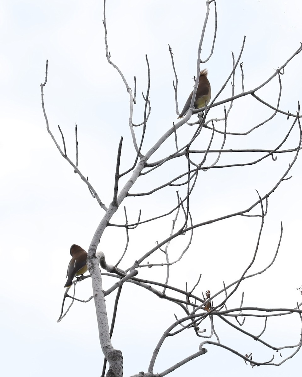 Cedar Waxwing - ML620451831