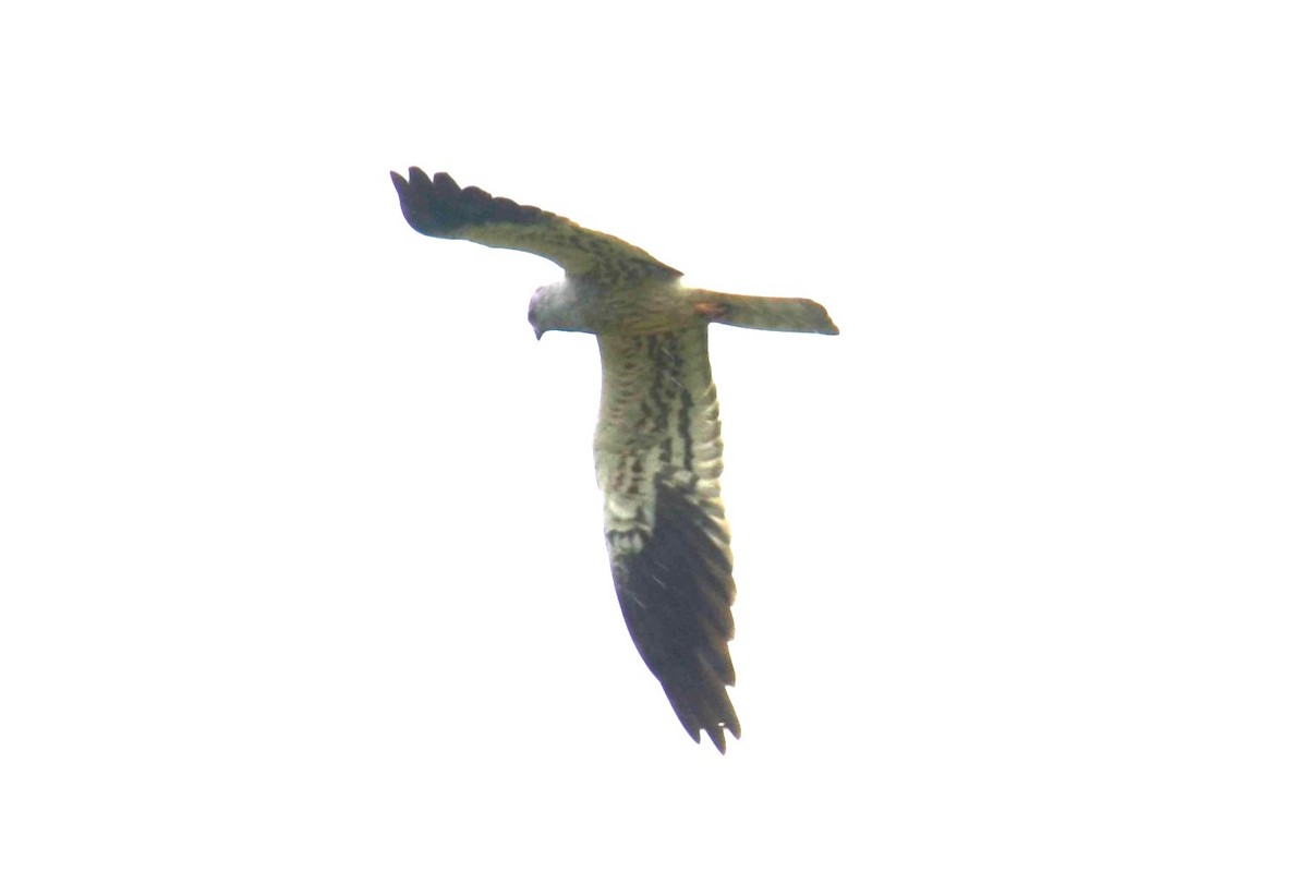 Montagu's Harrier - ML620451833