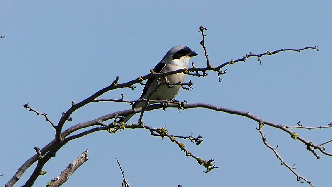 Lesser Gray Shrike - ML620451839