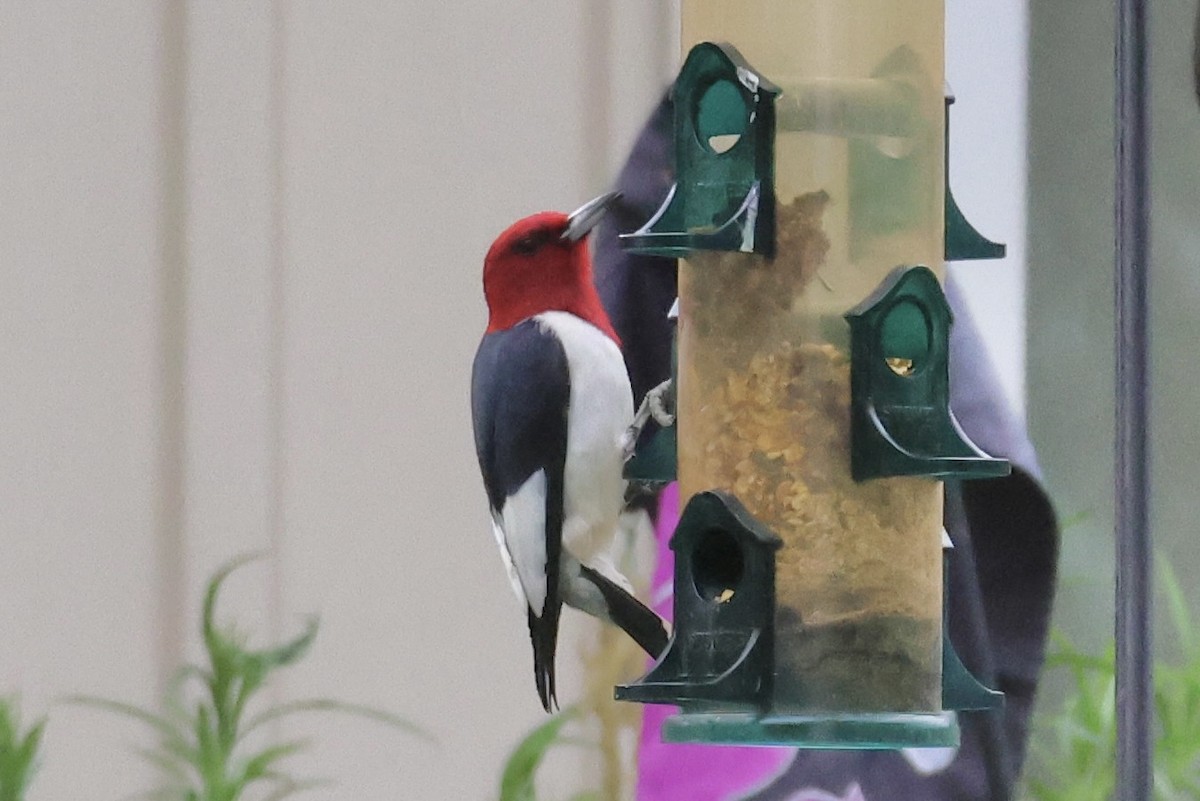 Red-headed Woodpecker - ML620451840