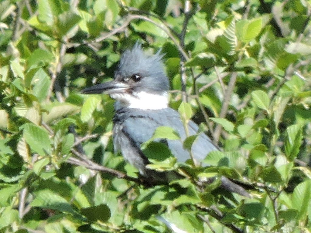 Belted Kingfisher - ML620451845