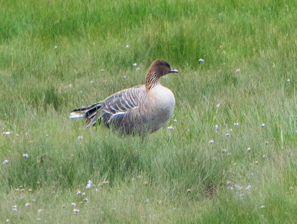 Pink-footed Goose - ML620451846