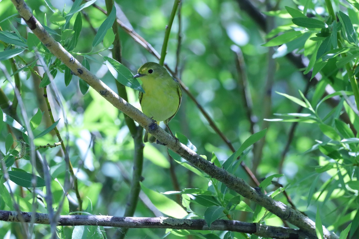 Orange-crowned Warbler - ML620451849