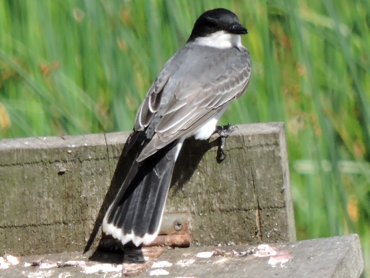 Eastern Kingbird - ML620451851