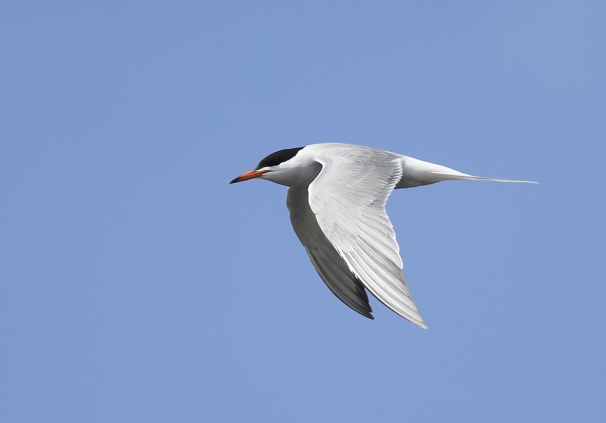 Common Tern - ML620451854