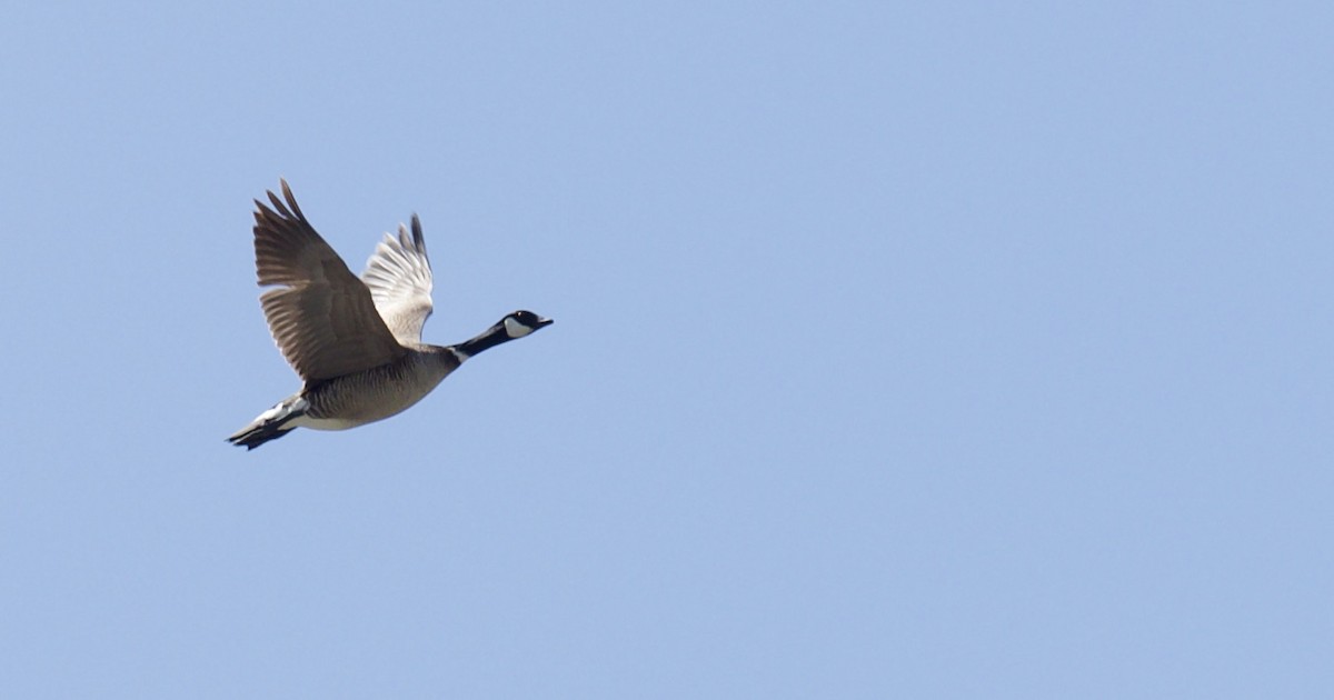 Barnacla Canadiense Chica (leucopareia) - ML620451856