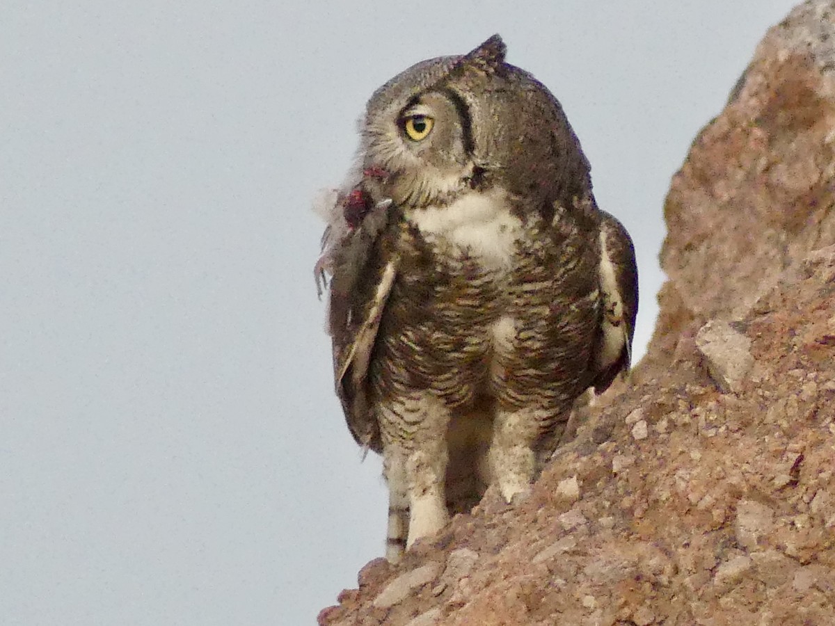 Great Horned Owl - ML620451867