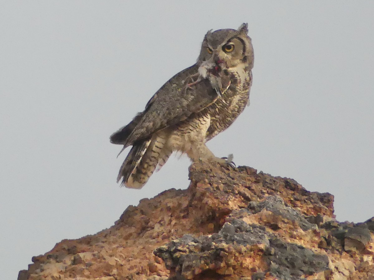 Great Horned Owl - ML620451868