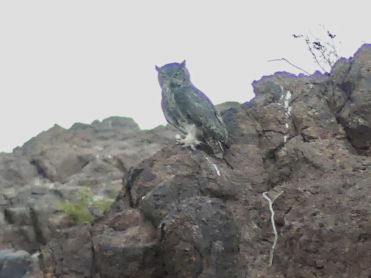 Great Horned Owl - ML620451869