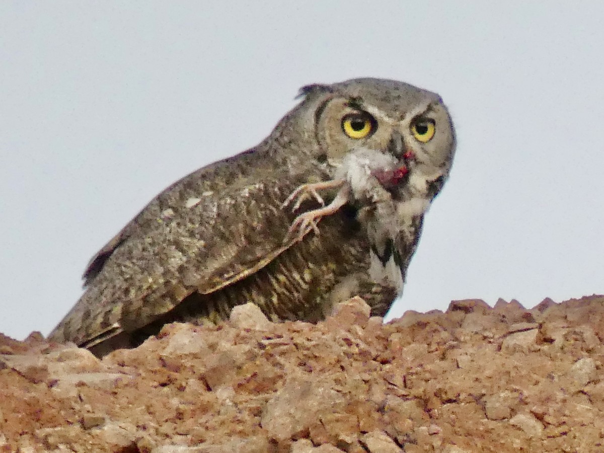 Great Horned Owl - ML620451871