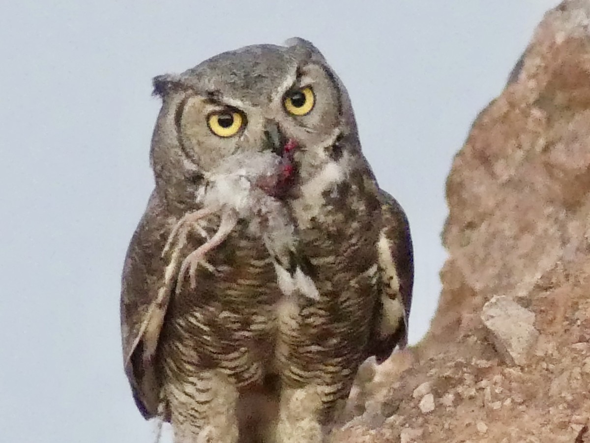 Great Horned Owl - ML620451872