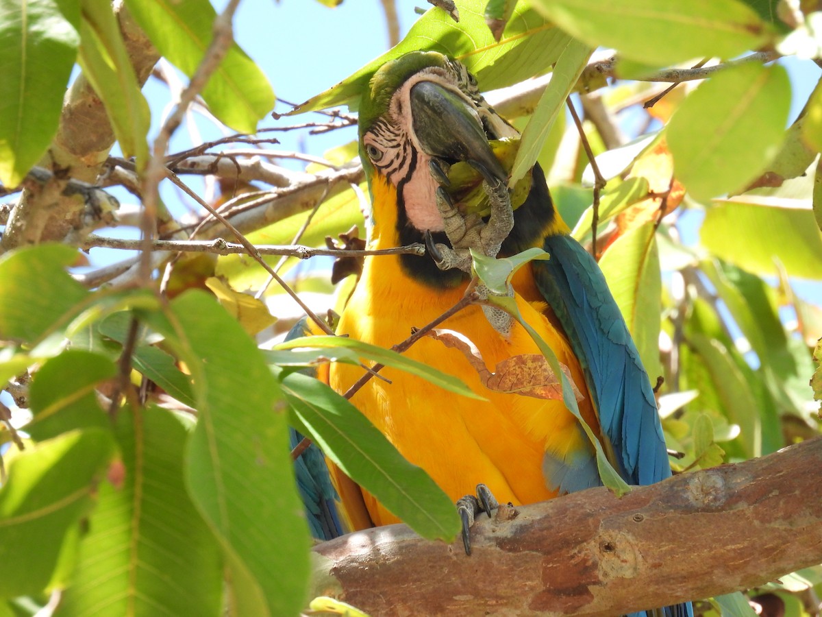 Blue-and-yellow Macaw - ML620451873