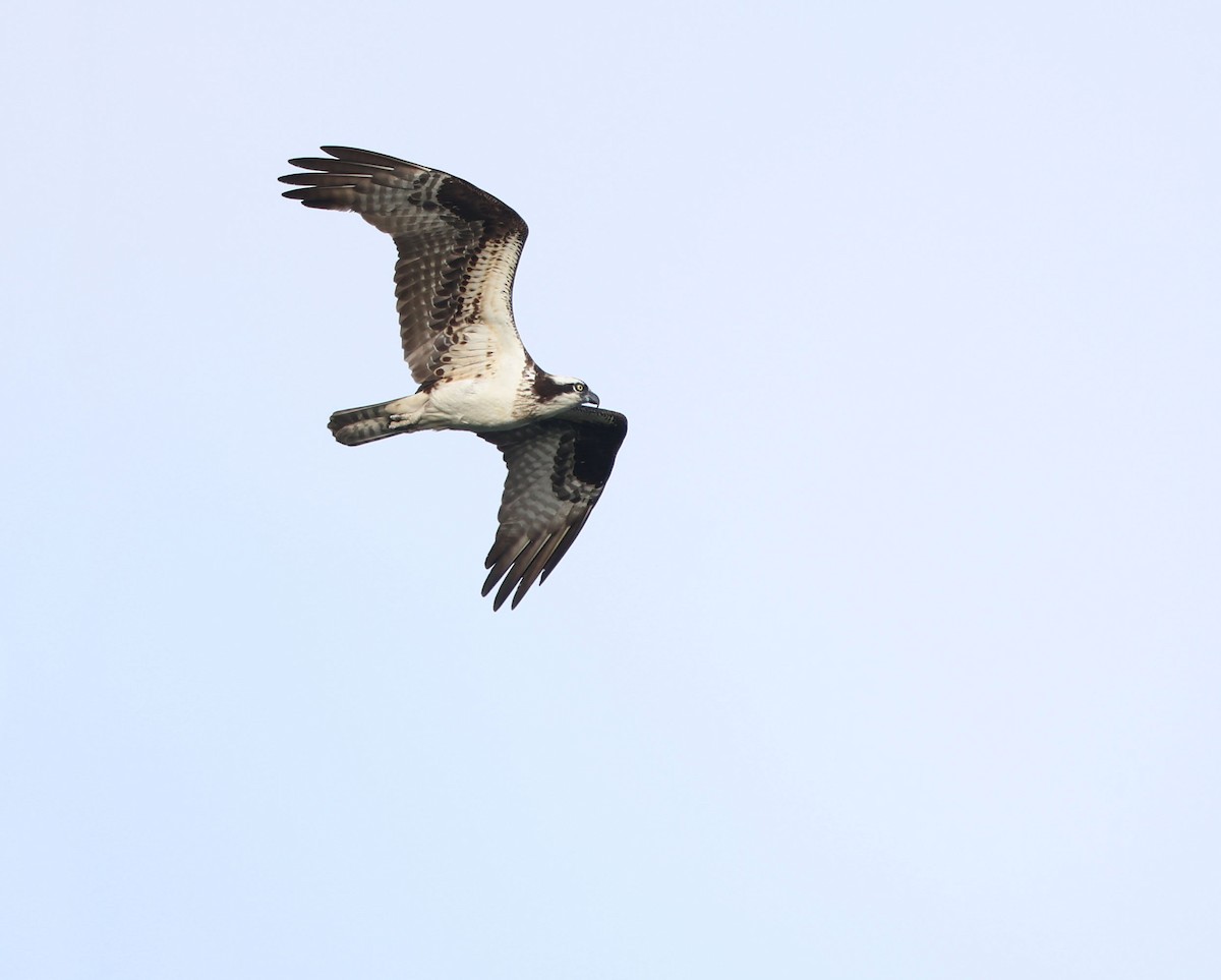 Osprey (carolinensis) - ML620451876