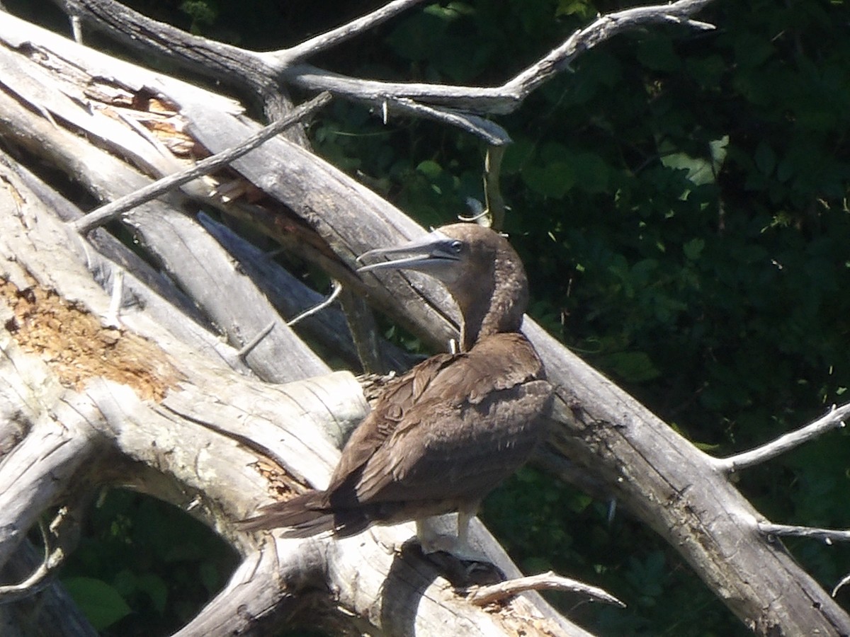 Brown Booby - ML620451880