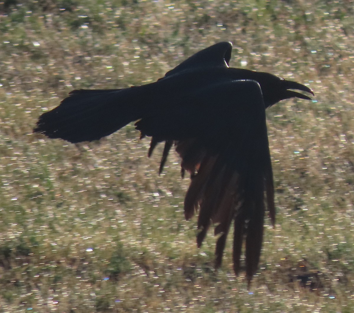 Common Raven - ML620451885