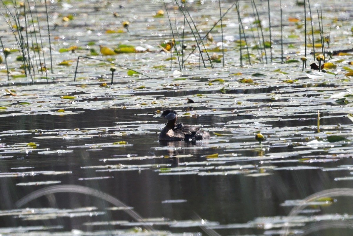 Red-necked Grebe - ML620451889