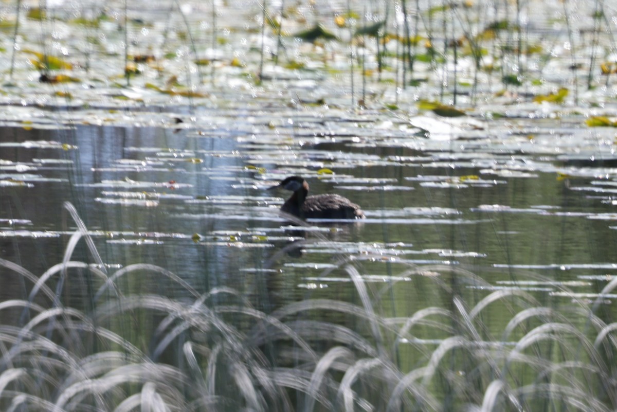 Red-necked Grebe - ML620451890