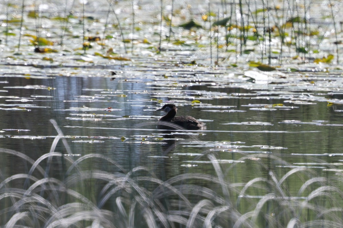 Red-necked Grebe - ML620451891