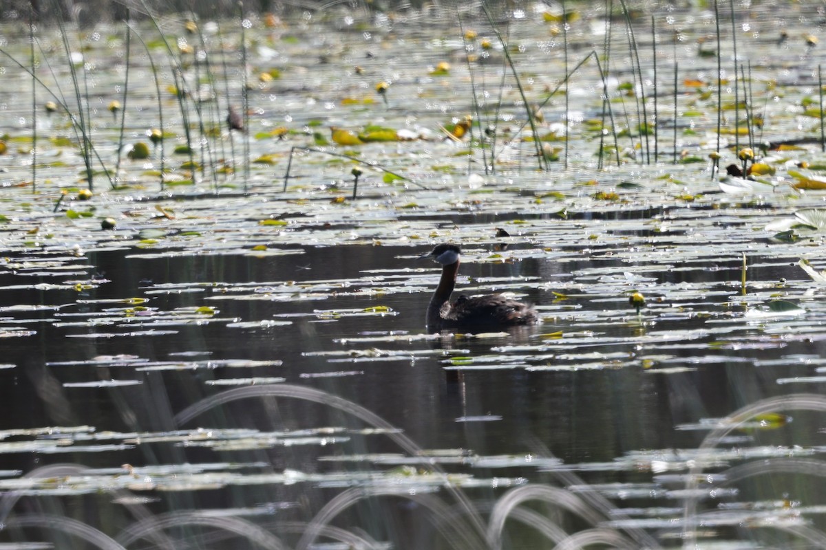 Red-necked Grebe - ML620451893