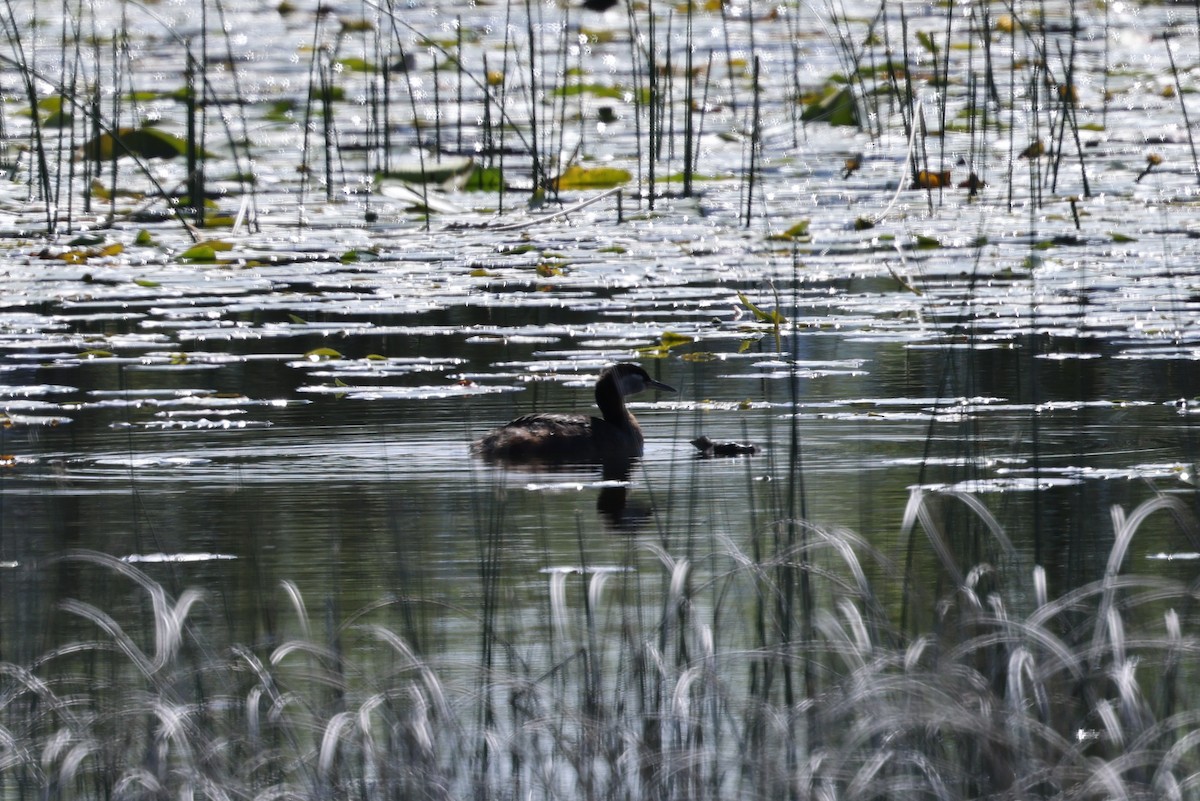 Red-necked Grebe - ML620451894