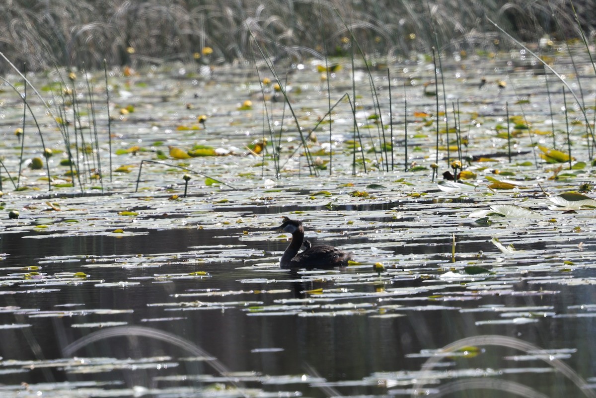 赤頸鸊鷉 - ML620451895