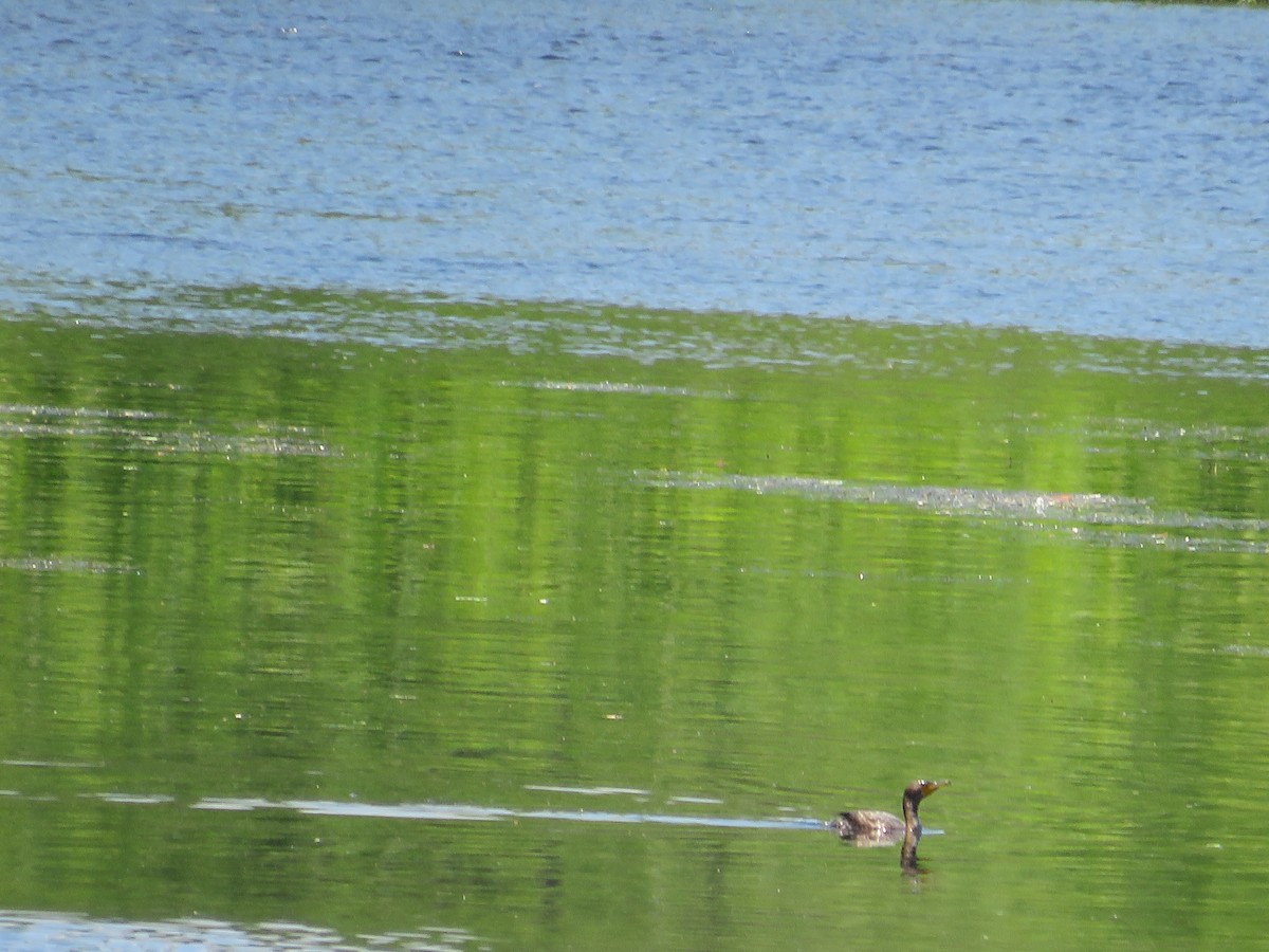 Double-crested Cormorant - ML620451904