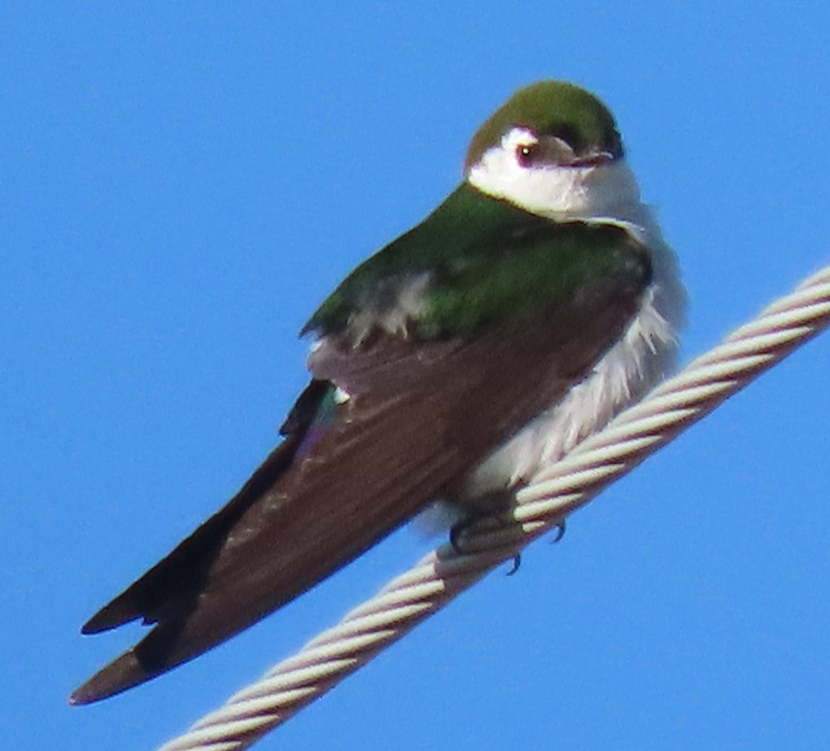 Violet-green Swallow - ML620451908