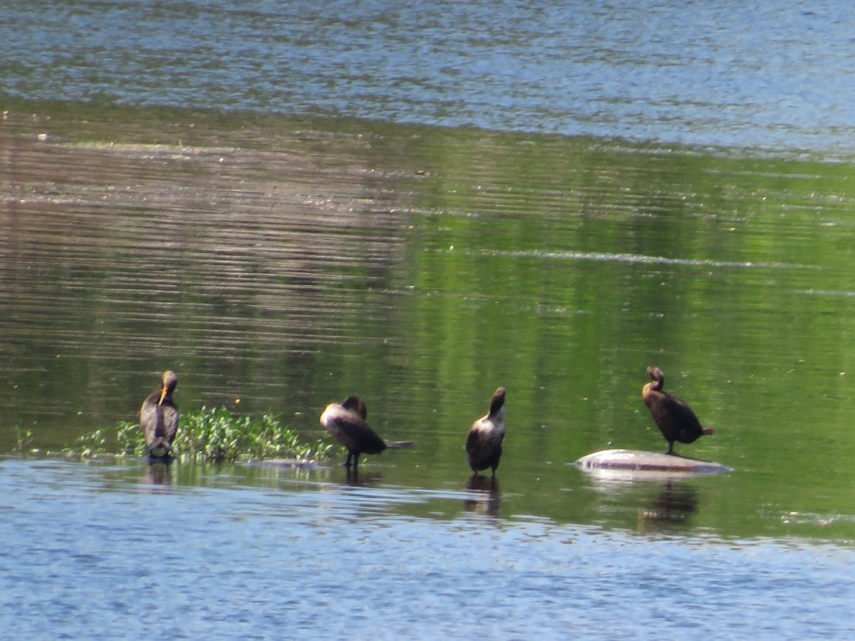 Cormoran à aigrettes - ML620451909