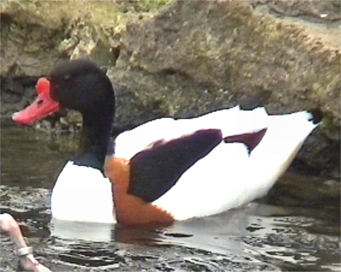 Common Shelduck - ML620451911