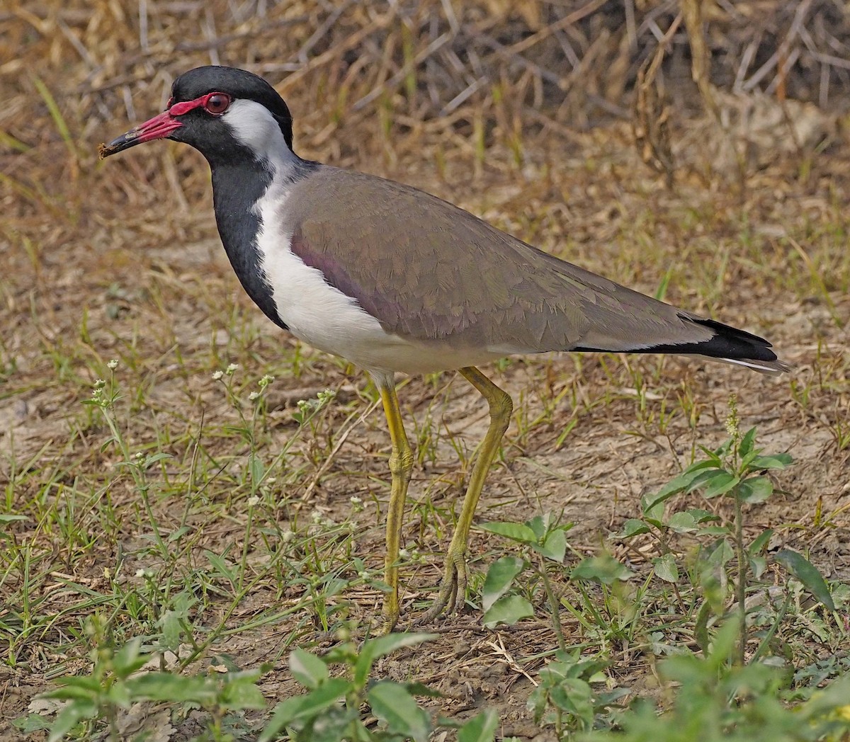 Red-wattled Lapwing - ML620451913