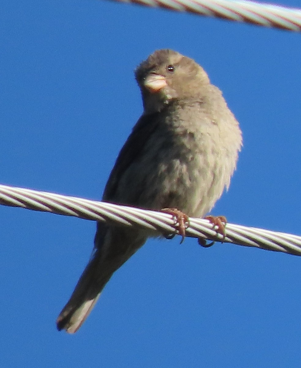 House Sparrow - ML620451914