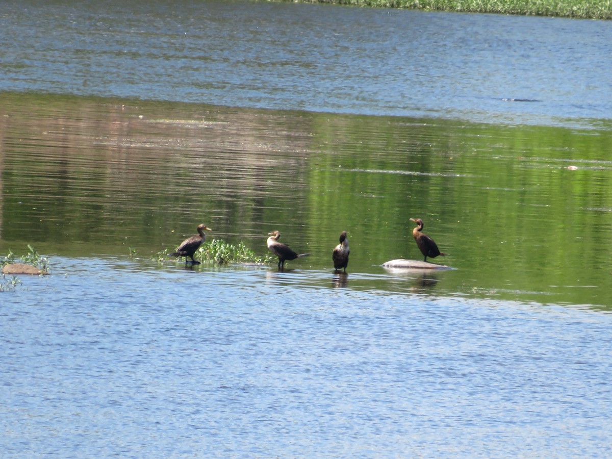 Cormoran à aigrettes - ML620451917