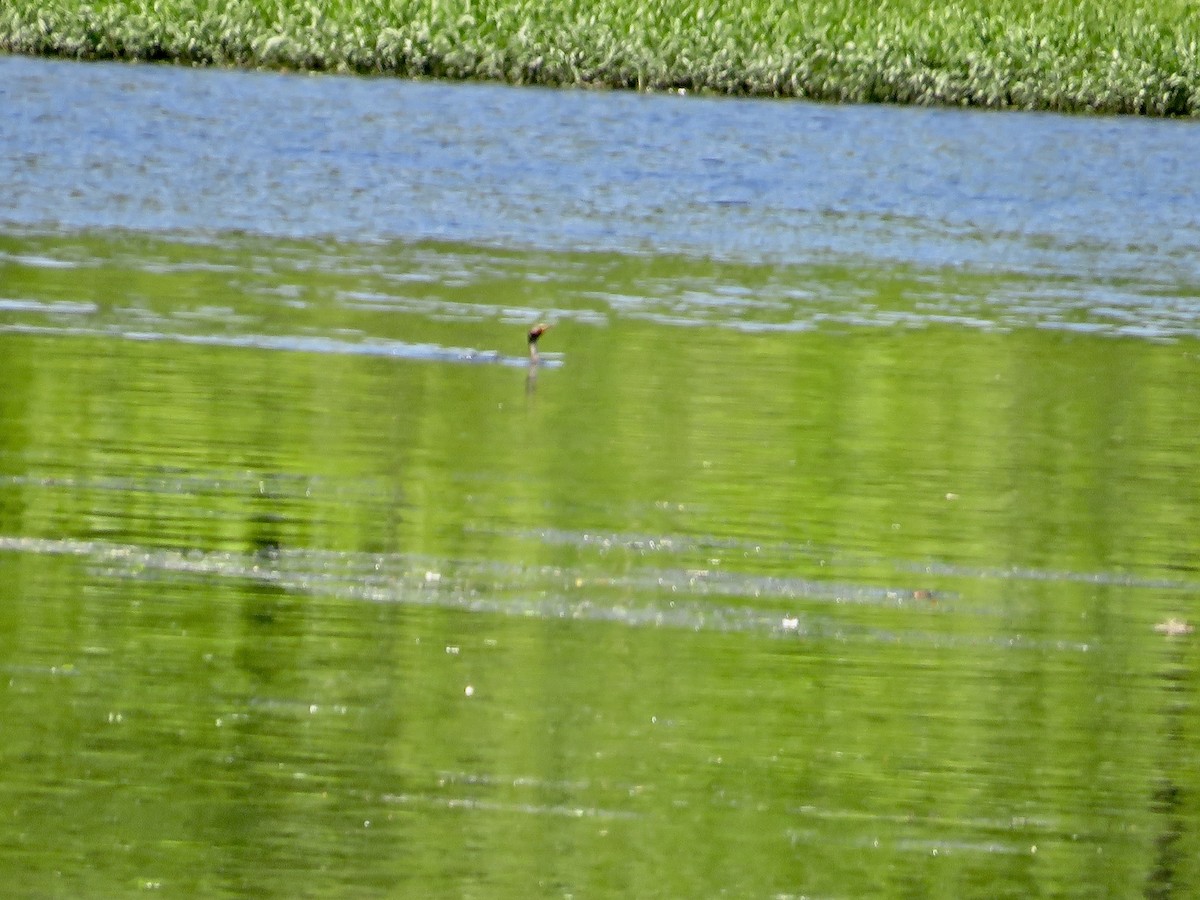 Double-crested Cormorant - ML620451920