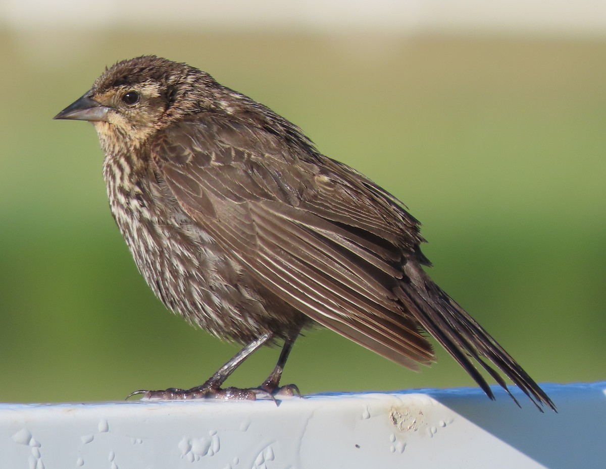 Red-winged Blackbird - ML620451924