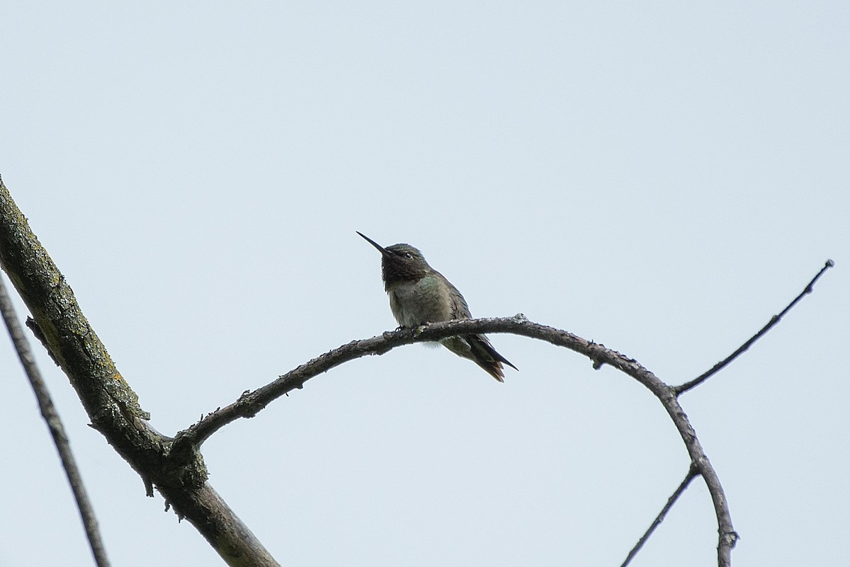 Ruby-throated Hummingbird - ML620451926