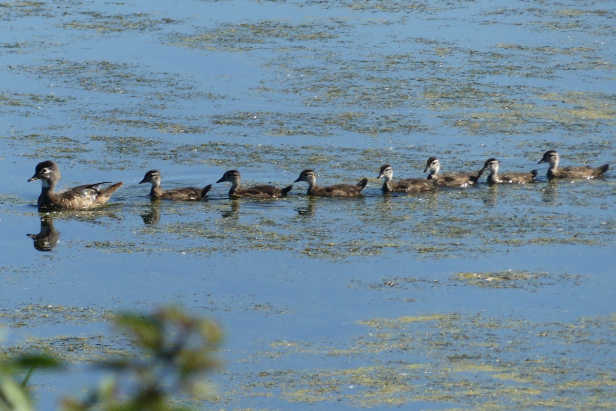 Wood Duck - ML620451929