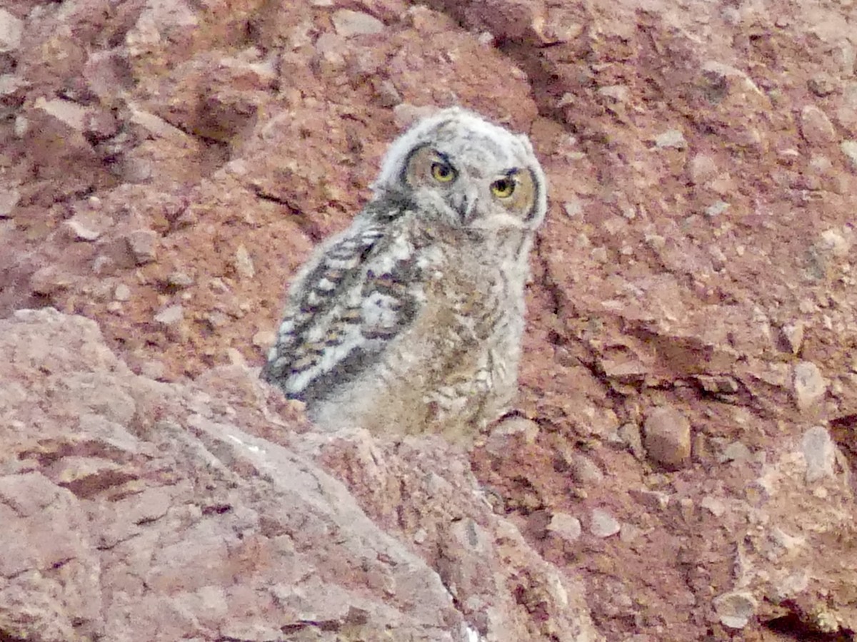 Great Horned Owl - ML620451935