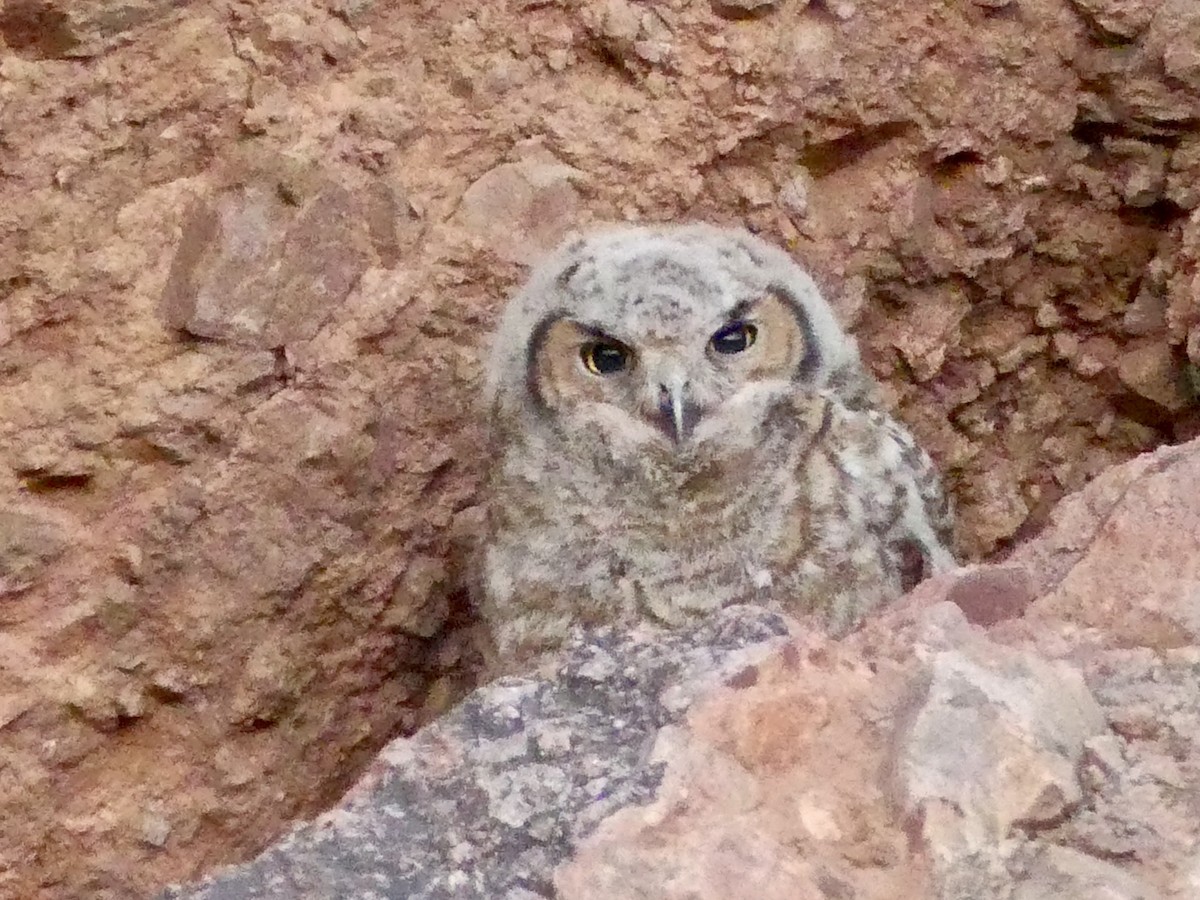 Great Horned Owl - ML620451936