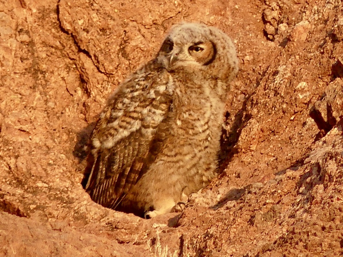 Great Horned Owl - ML620451937