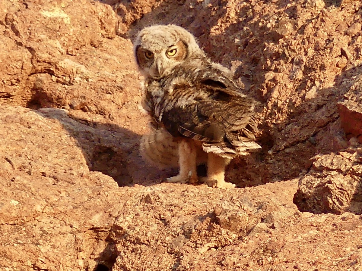 Great Horned Owl - ML620451939